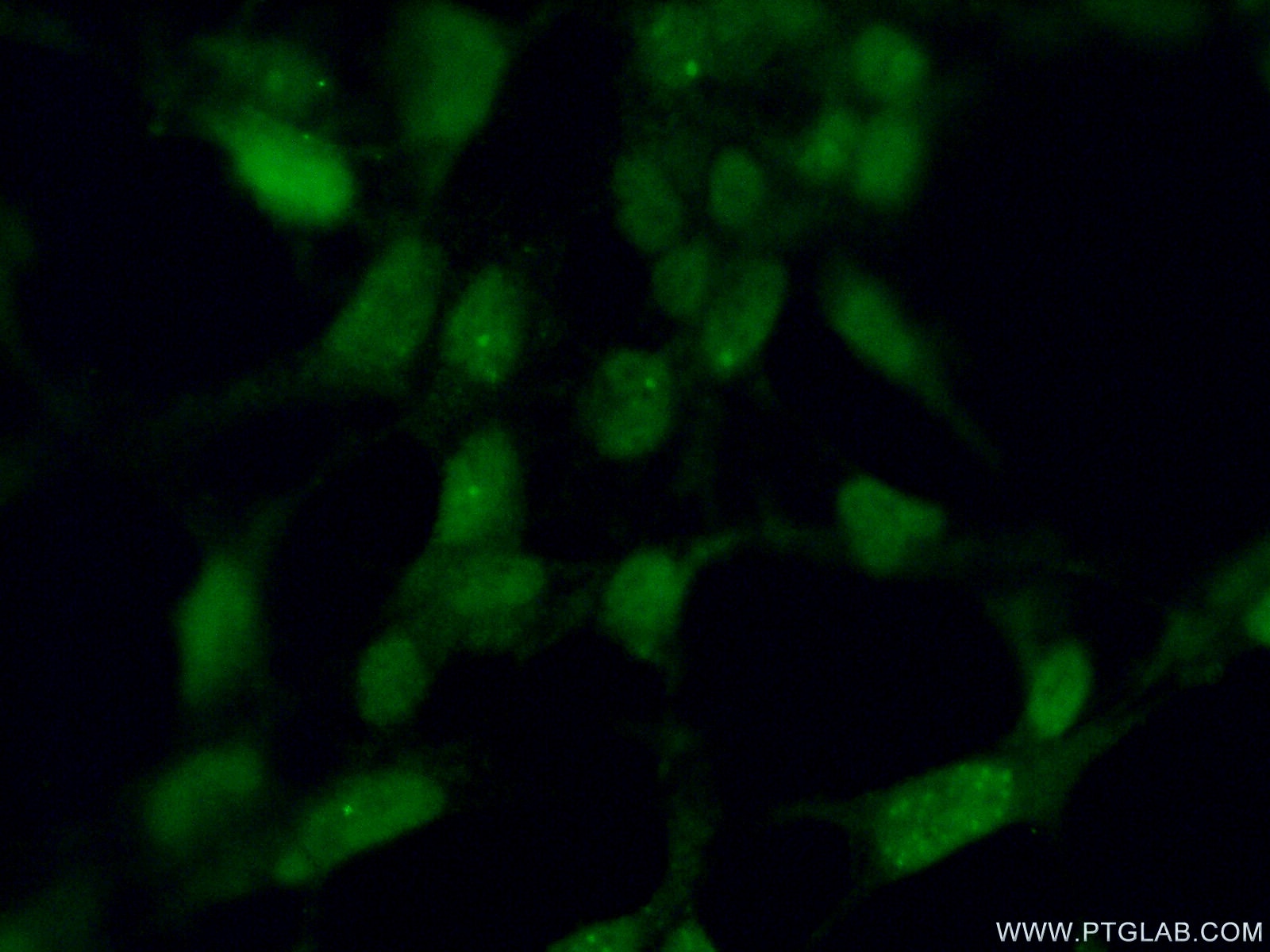 IF Staining of HEK-293 using 11560-1-AP