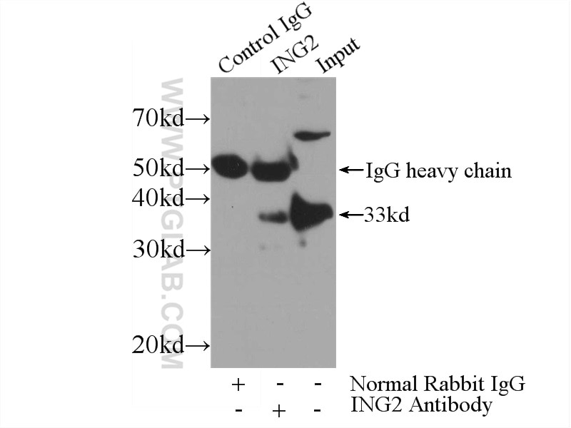 Immunoprecipitation (IP) experiment of HEK-293 cells using ING2 Polyclonal antibody (11560-1-AP)