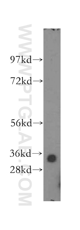 Western Blot (WB) analysis of HEK-293 cells using ING2 Polyclonal antibody (11560-1-AP)