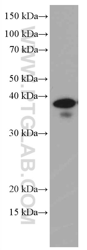 Western Blot (WB) analysis of HSC-T6 cells using ING2 Monoclonal antibody (66512-1-Ig)