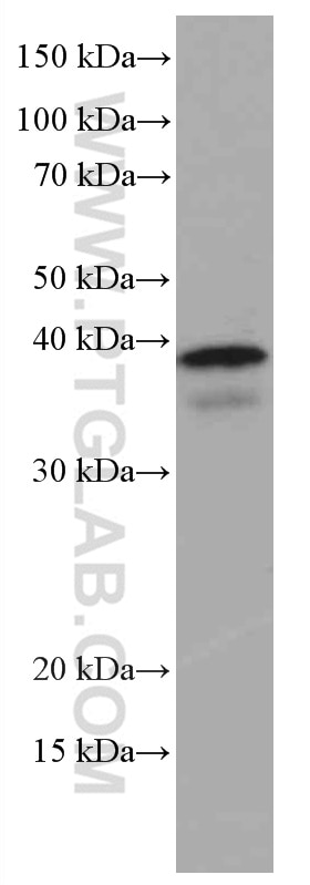 Western Blot (WB) analysis of NIH/3T3 cells using ING2 Monoclonal antibody (66512-1-Ig)