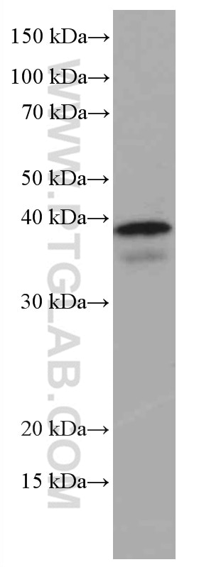 WB analysis of NIH/3T3 using 66512-1-Ig