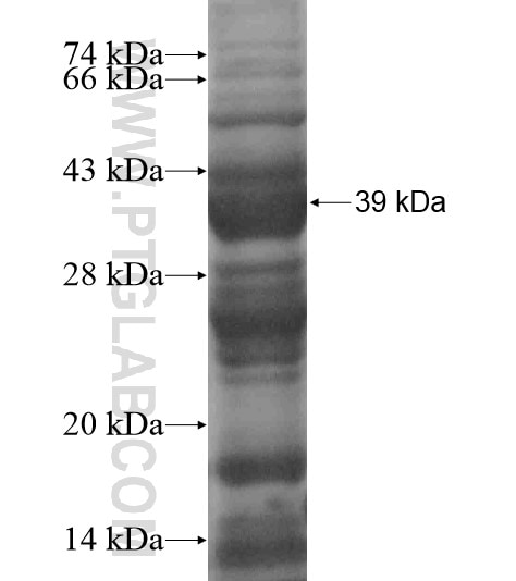 ING2 fusion protein Ag19291 SDS-PAGE