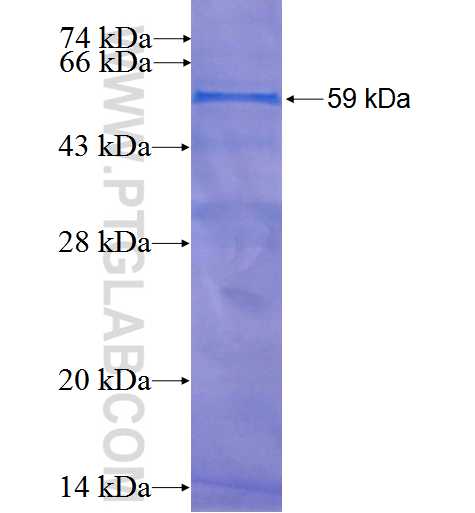 ING2 fusion protein Ag2121 SDS-PAGE