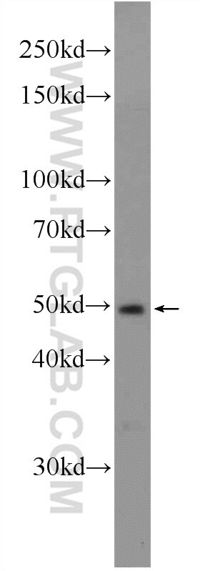 Western Blot (WB) analysis of HepG2 cells using ING3 Polyclonal antibody (10905-1-AP)