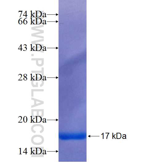 ING3 fusion protein Ag25369 SDS-PAGE