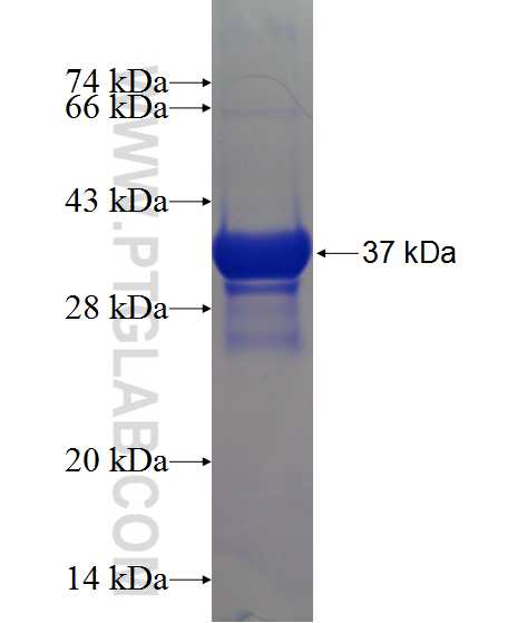 ING3 fusion protein Ag1357 SDS-PAGE