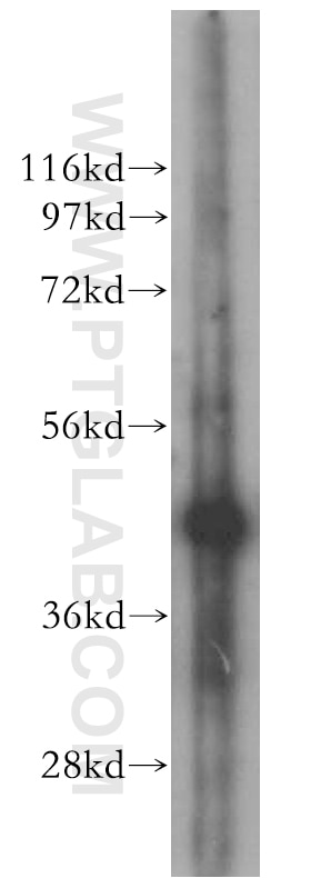 Western Blot (WB) analysis of mouse liver tissue using ING3-specific Polyclonal antibody (16187-1-AP)