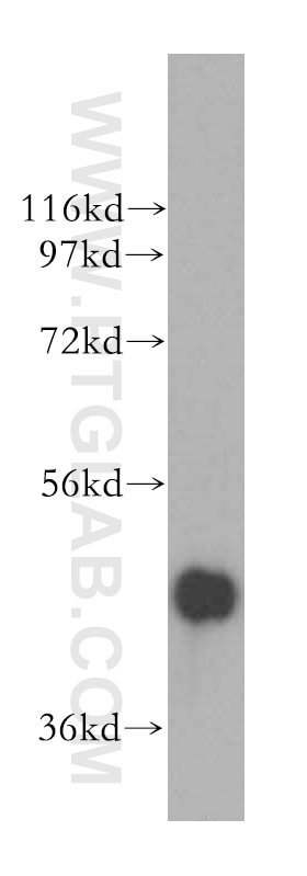 Western Blot (WB) analysis of mouse kidney tissue using ING3-specific Polyclonal antibody (16187-1-AP)