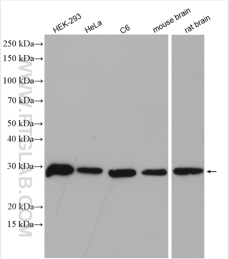 Western Blot (WB) analysis of various lysates using ING4 Polyclonal antibody (10617-1-AP)