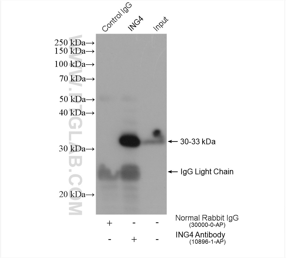 Immunoprecipitation (IP) experiment of HEK-293 cells using ING4 Polyclonal antibody (10896-1-AP)
