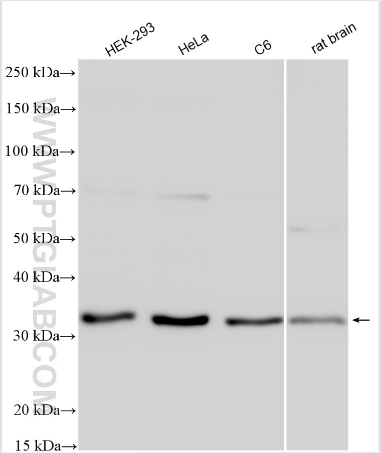Western Blot (WB) analysis of various lysates using ING4 Polyclonal antibody (10896-1-AP)