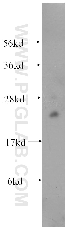 Western Blot (WB) analysis of HepG2 cells using ING4 Monoclonal antibody (60110-1-Ig)