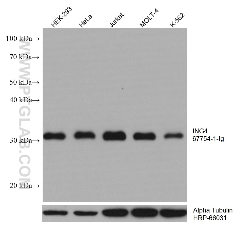 Western Blot (WB) analysis of various lysates using ING4 Monoclonal antibody (67754-1-Ig)