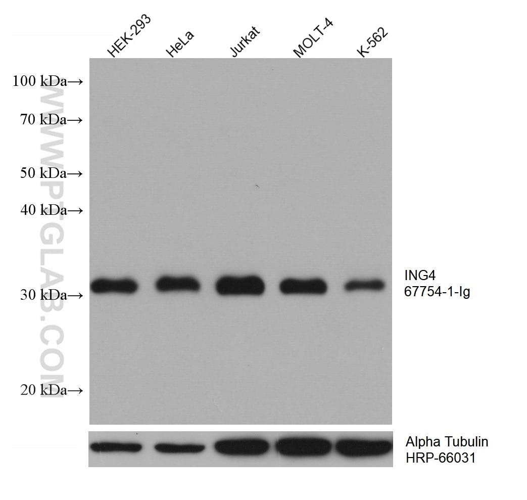WB analysis using 67754-1-Ig
