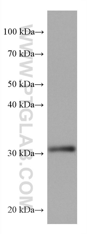 Western Blot (WB) analysis of pig brain tissue using ING4 Monoclonal antibody (67754-1-Ig)