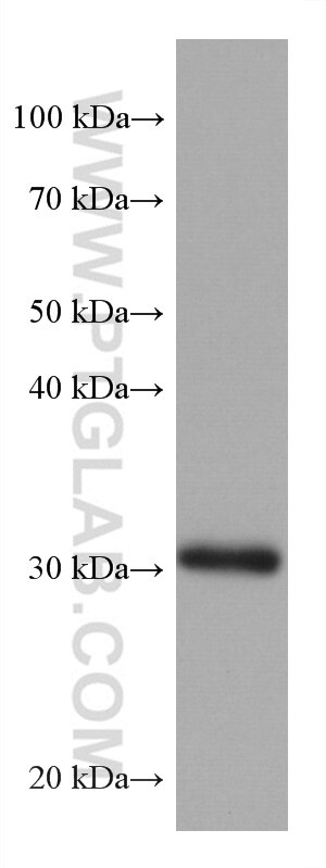 Western Blot (WB) analysis of rabbit brain tissue using ING4 Monoclonal antibody (67754-1-Ig)