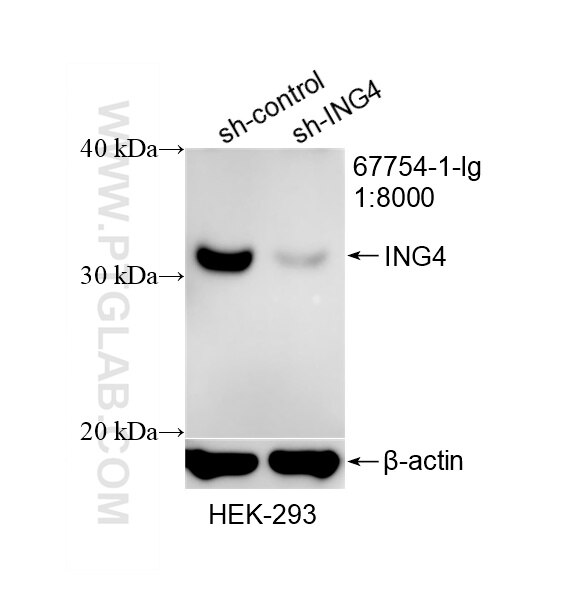 Western Blot (WB) analysis of HEK-293 cells using ING4 Monoclonal antibody (67754-1-Ig)