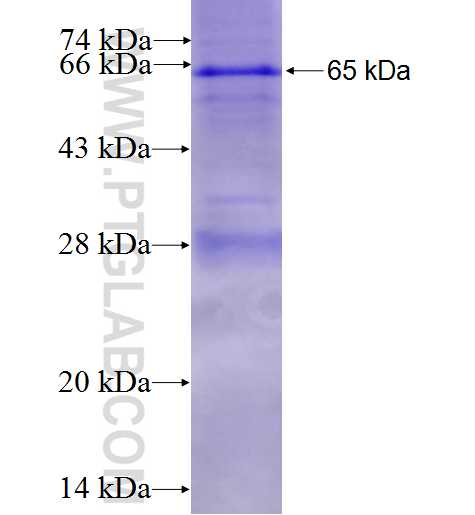ING4 fusion protein Ag0960 SDS-PAGE