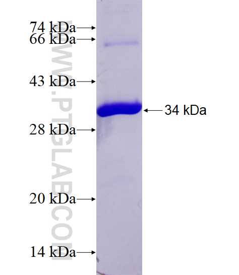 ING4 fusion protein Ag4610 SDS-PAGE