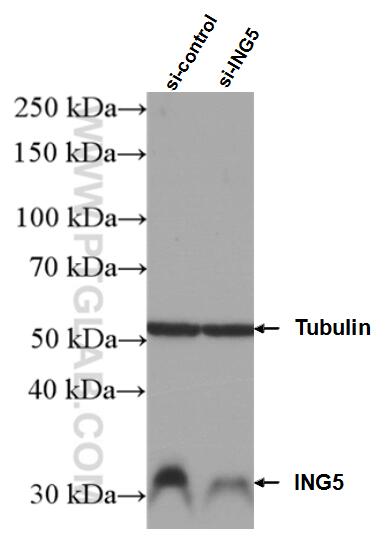 Western Blot (WB) analysis of Jurkat cells using ING5 Polyclonal antibody (10665-1-AP)