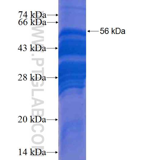 ING5 fusion protein Ag1059 SDS-PAGE