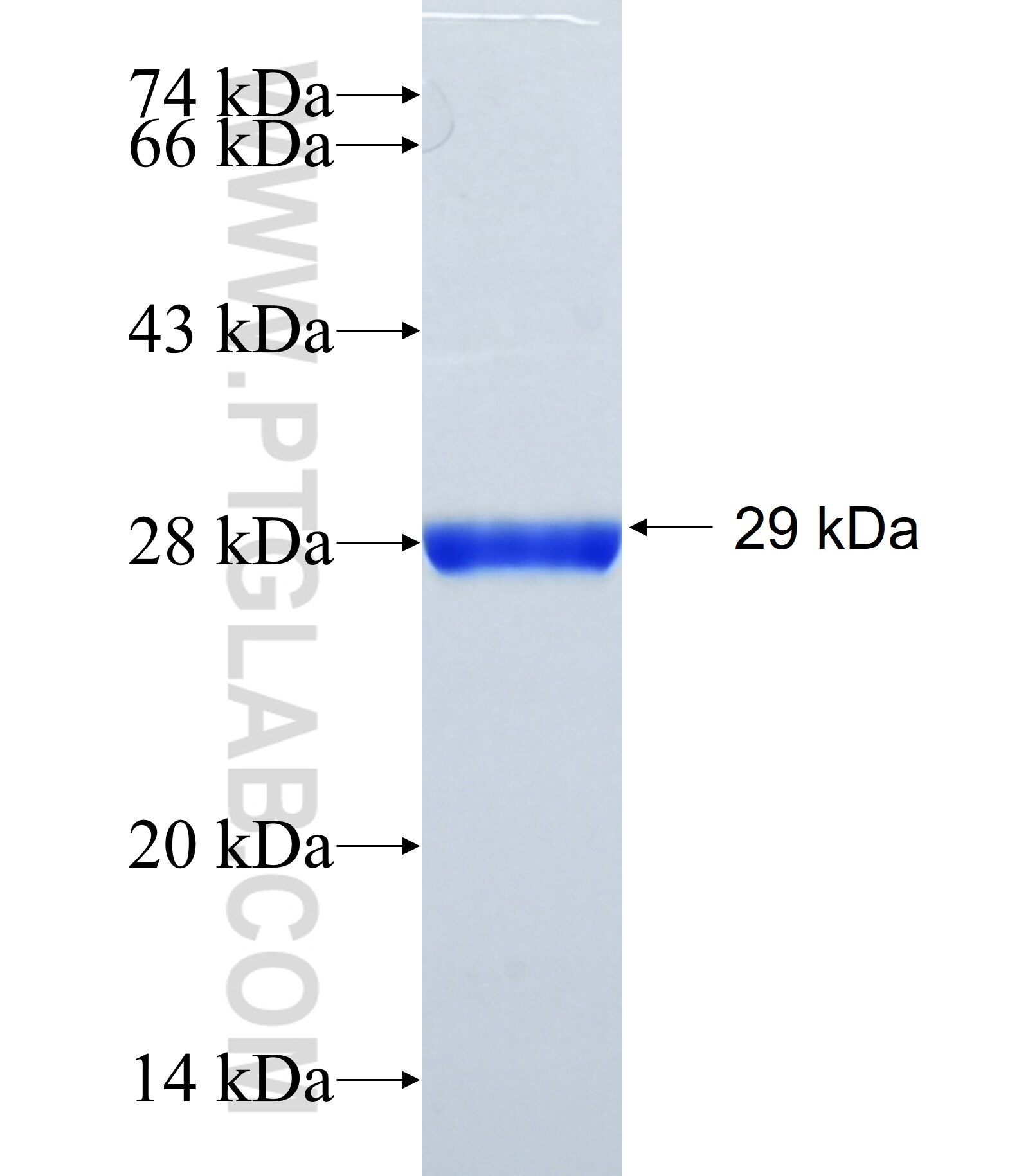 INHA fusion protein Ag24746 SDS-PAGE