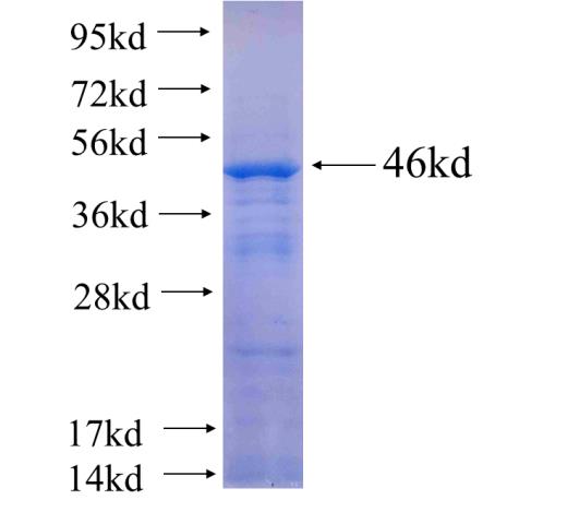 INHA fusion protein Ag24768 SDS-PAGE
