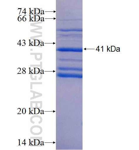INHA fusion protein Ag25999 SDS-PAGE