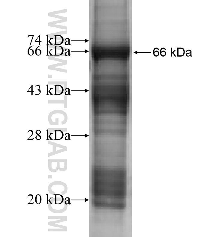 INHA fusion protein Ag0922 SDS-PAGE