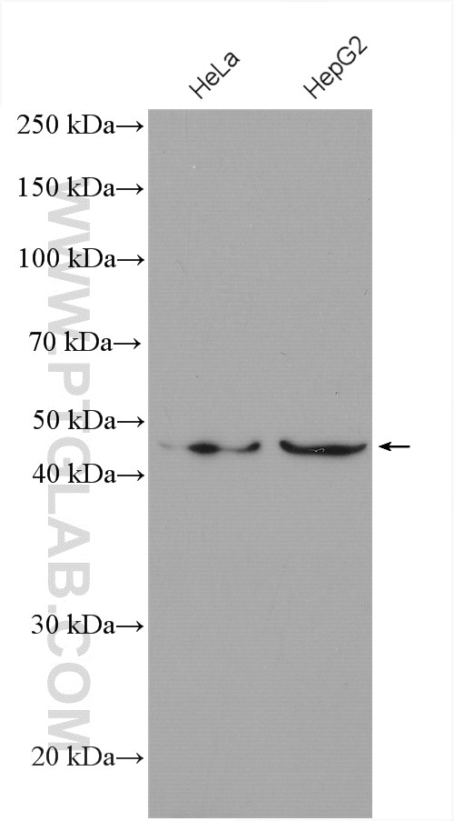 Western Blot (WB) analysis of various lysates using Inhibin Beta A Polyclonal antibody (10651-1-AP)