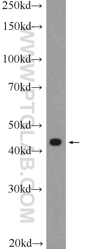 Western Blot (WB) analysis of BGC-823 cells using Inhibin Beta A Polyclonal antibody (10651-1-AP)