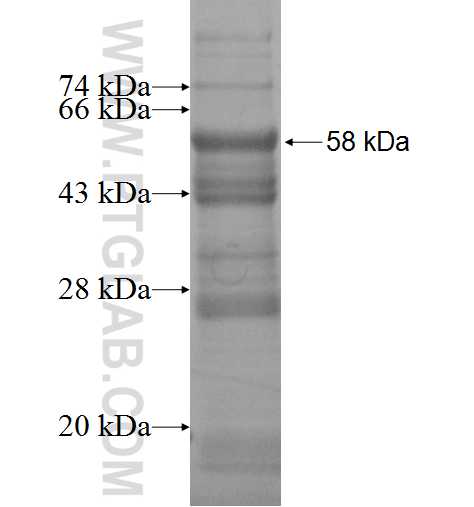 INHBA fusion protein Ag1001 SDS-PAGE
