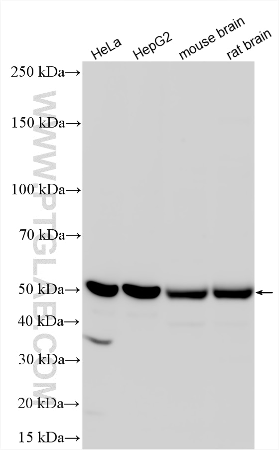 WB analysis using 17524-1-AP Western Blot (WB) analysis of various lysates using Inhibin beta A-Specific Polyclonal antibody (17524-1-AP)