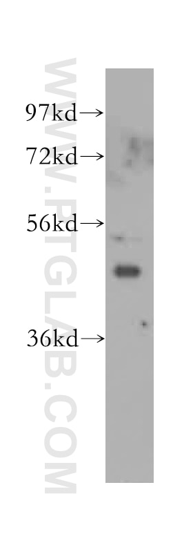Western Blot (WB) analysis of PC-3 cells using Inhibin beta A-Specific Polyclonal antibody (17524-1-AP)