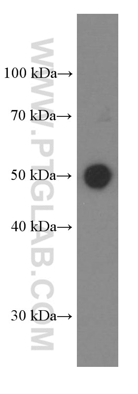 Western Blot (WB) analysis of pig liver tissue using Inhibin beta A-Specific Monoclonal antibody (60352-1-Ig)