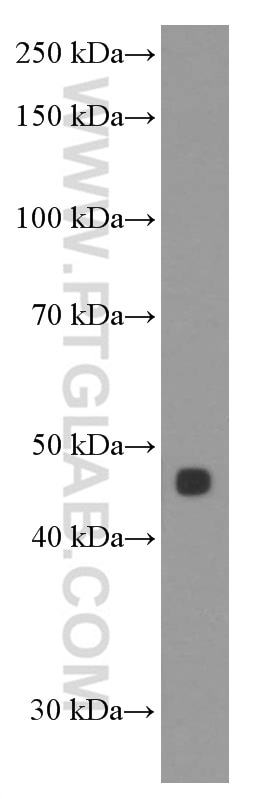 Western Blot (WB) analysis of L02 cells using Inhibin beta A-Specific Monoclonal antibody (60352-1-Ig)