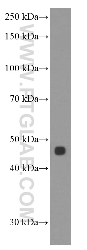 WB analysis of L02 using 60352-1-Ig