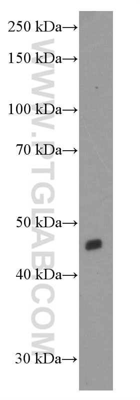 Western Blot (WB) analysis of HepG2 cells using Inhibin beta A-Specific Monoclonal antibody (60352-1-Ig)