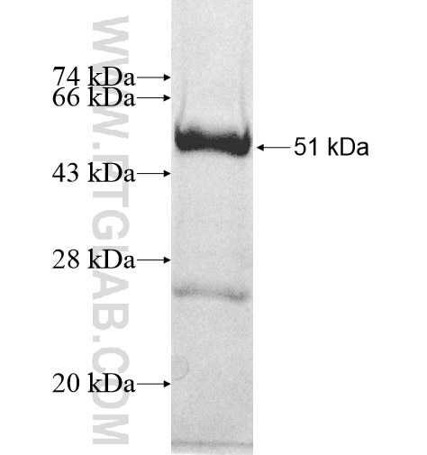 INHBB fusion protein Ag10956 SDS-PAGE
