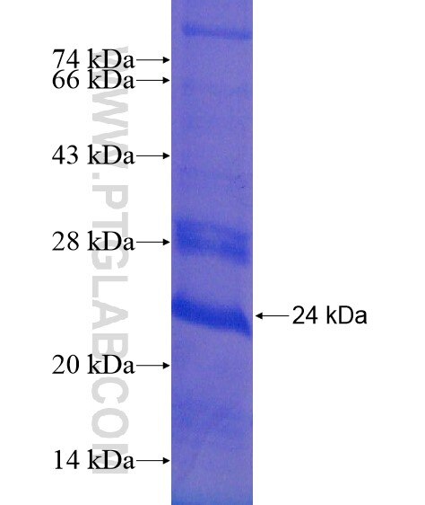 INHBC fusion protein Ag21358 SDS-PAGE