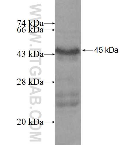 INHBE fusion protein Ag7661 SDS-PAGE
