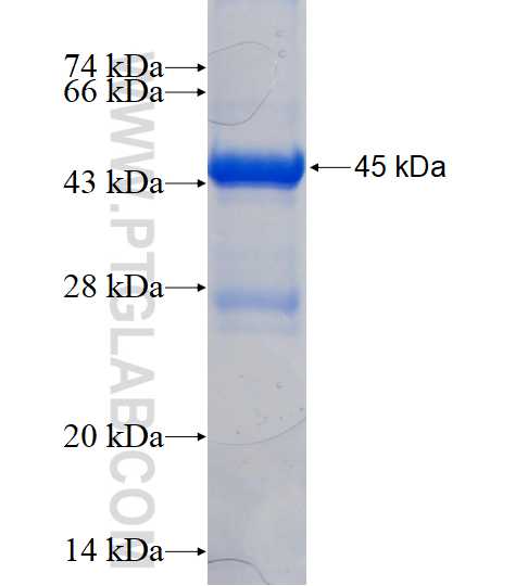 INMT fusion protein Ag16121 SDS-PAGE