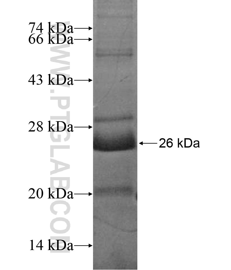 INMT fusion protein Ag17077 SDS-PAGE