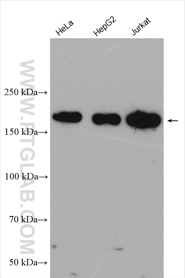 Western Blot (WB) analysis of various lysates using INO80 Polyclonal antibody (18810-1-AP)