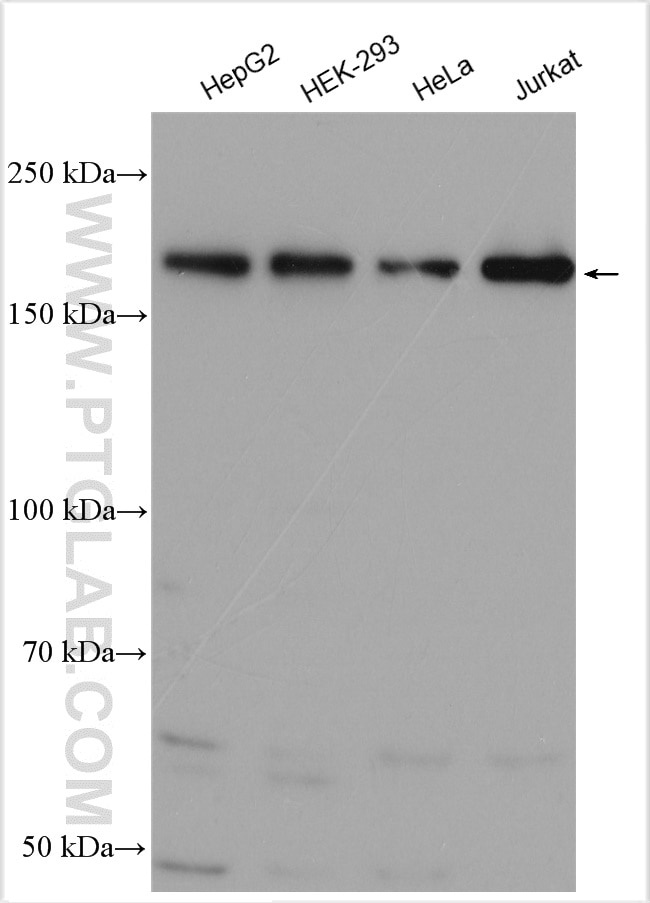 Western Blot (WB) analysis of various lysates using INO80 Polyclonal antibody (18810-1-AP)