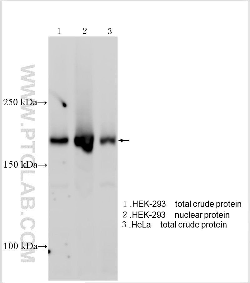 Various lysates were subjected to SDS PAGE followed by western blot with 18810-1-AP (INO80 antibody) at dilution of 1:2000 incubated at room temperature for 1.5 hours. Western Blot (WB) analysis of various lysates using INO80 Polyclonal antibody (18810-1-AP)