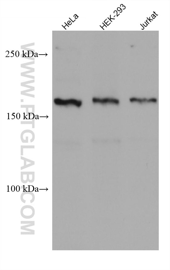 Western Blot (WB) analysis of various lysates using INO80 Monoclonal antibody (68064-1-Ig)