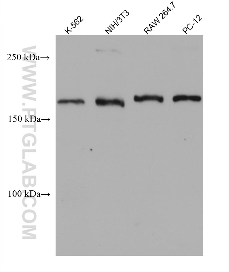 Western Blot (WB) analysis of various lysates using INO80 Monoclonal antibody (68064-1-Ig)