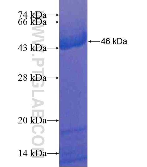 INO80 fusion protein Ag20265 SDS-PAGE